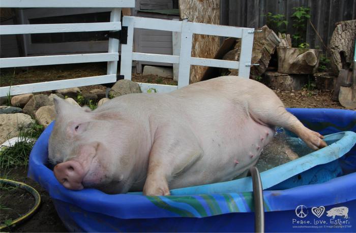 Esther the Wonder Pig