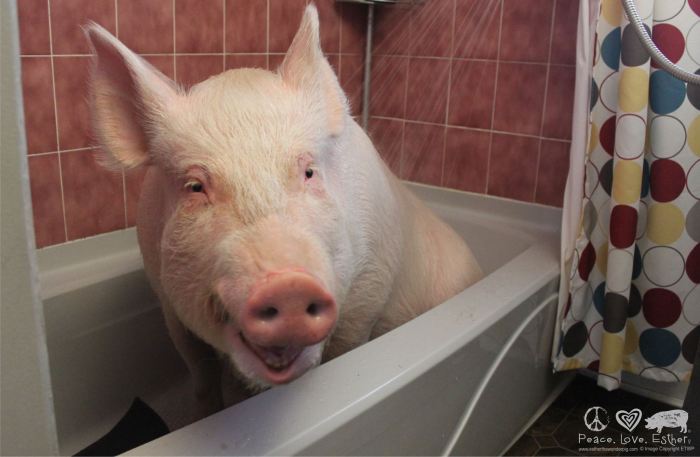 Esther the Wonder Pig!