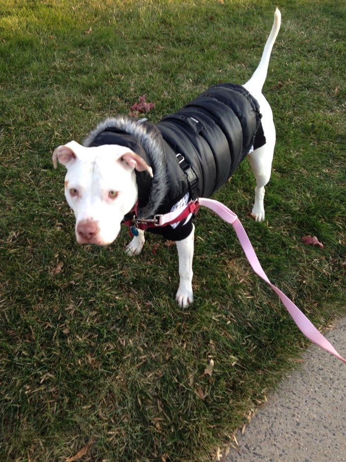 Lucy in her new winter coat.