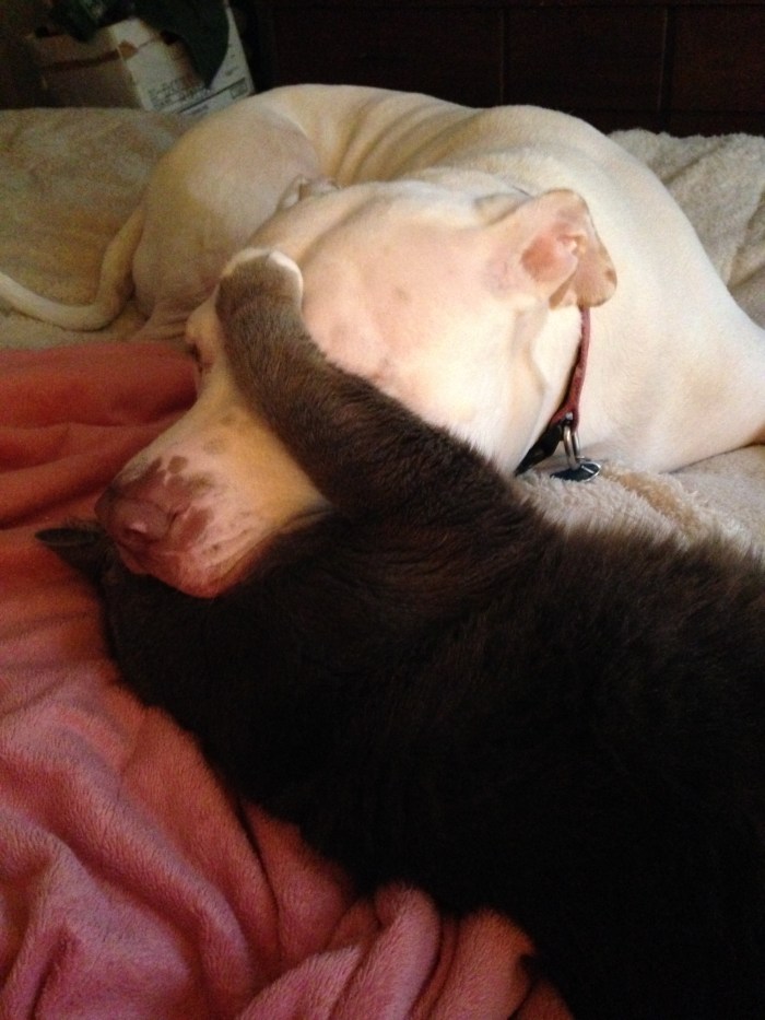 Lucy and Bogey are having a nice relaxing day too :)