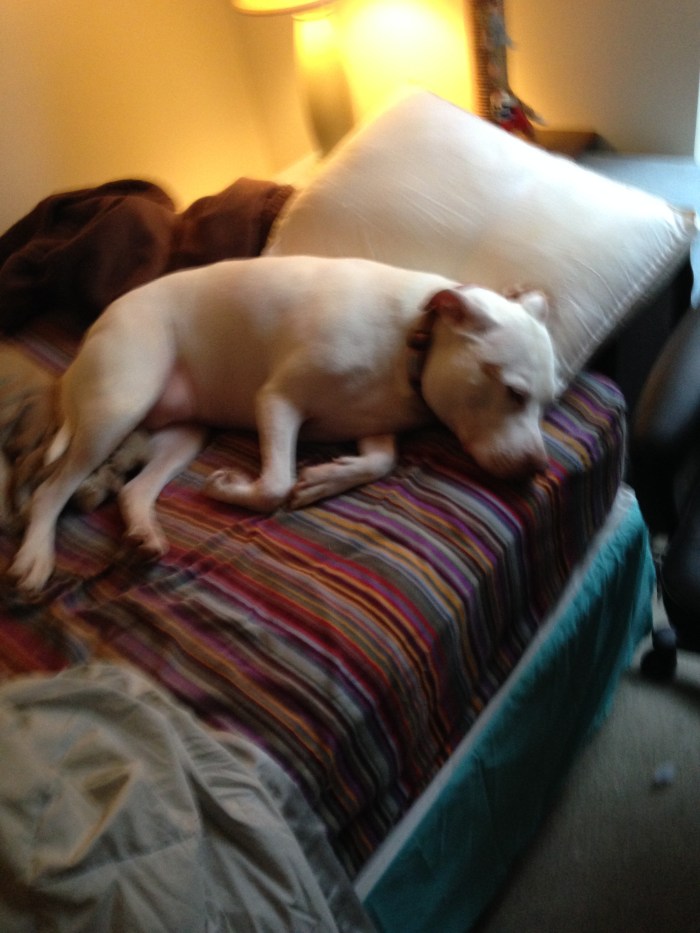 She eats a bully stick, messes with the bed, then passes out til I'm done.