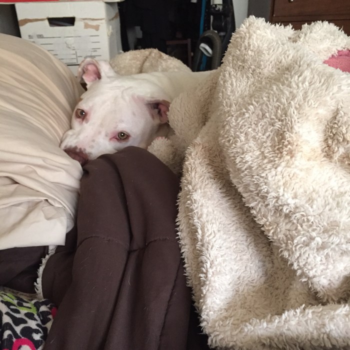 Lucy resting in bed.