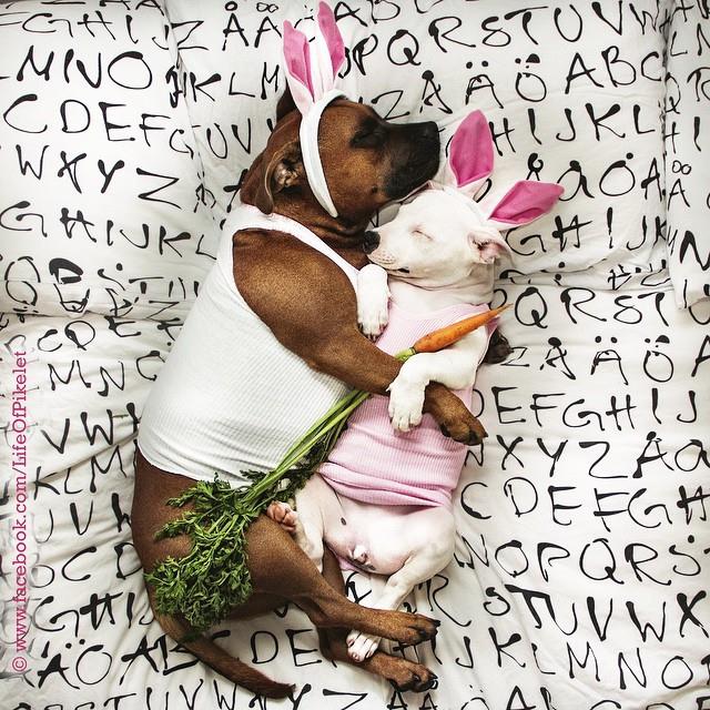 easterpups