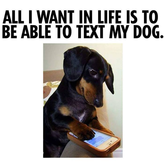 textmydog